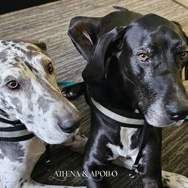 Athena & Apollo Athena & Apollo