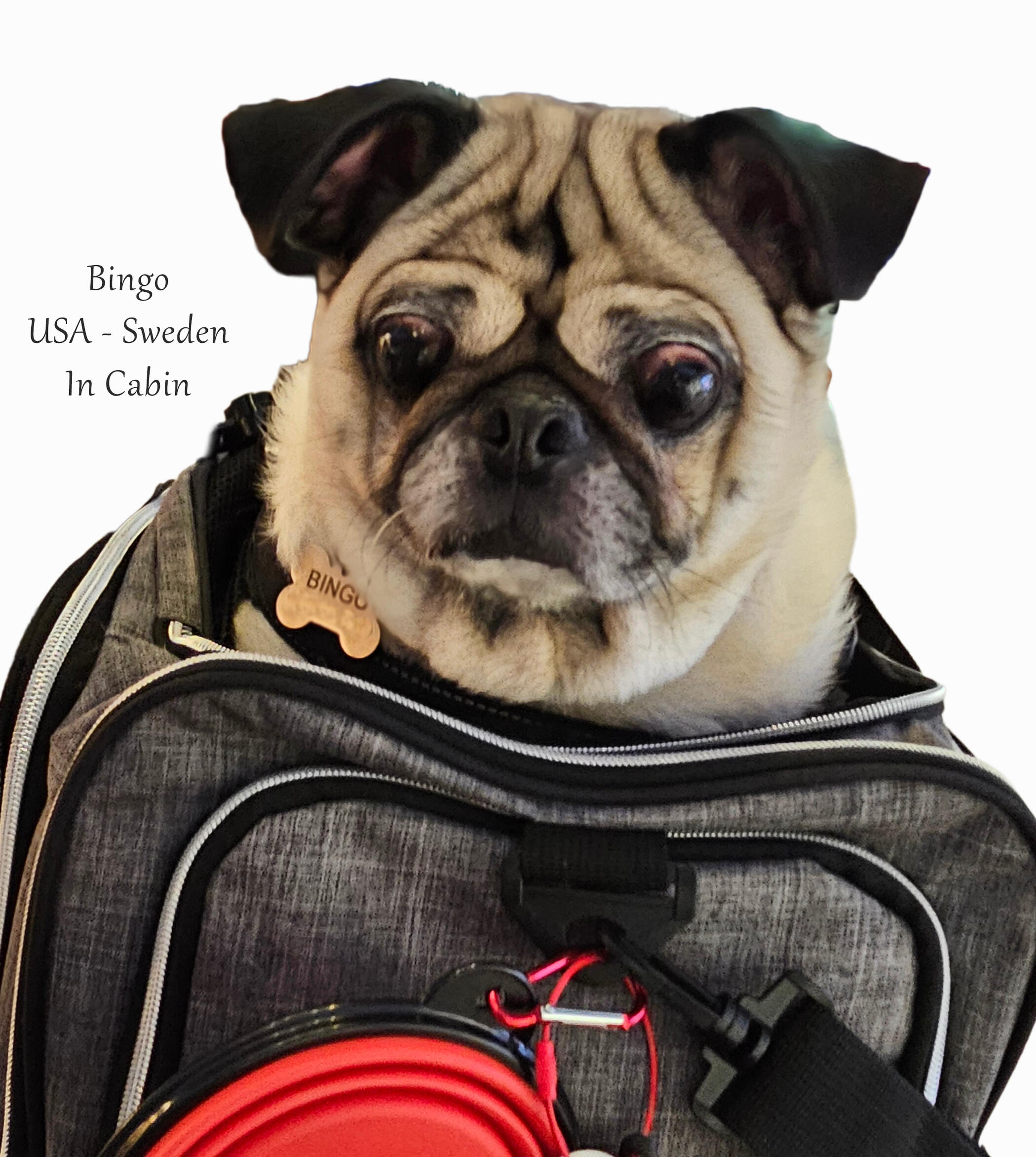 Dog in crate ready for airplane travel